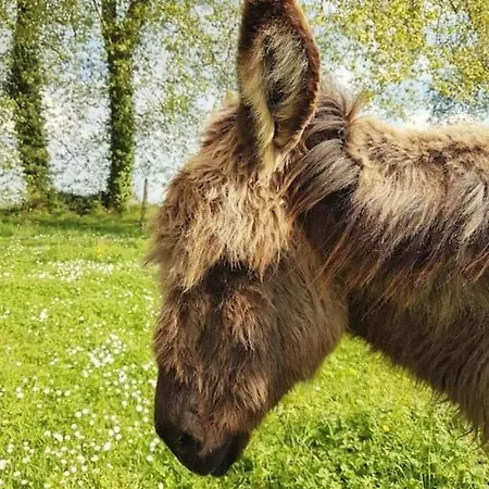 La Maison Des Champs Cintegabelle