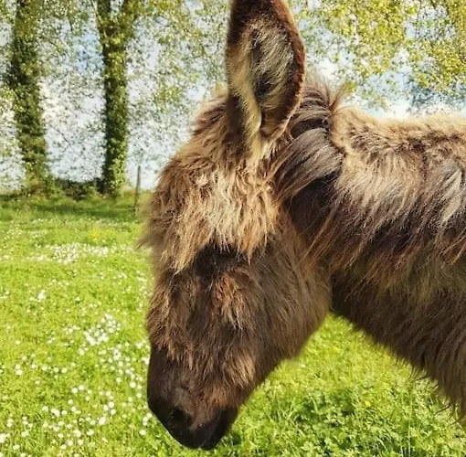 La Maison Des Champs Cintegabelle